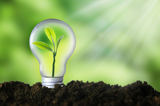Renewable energy, sustainability, ecology concept. Light bulb with green plant inside over green background.
