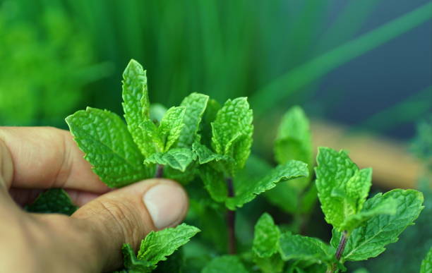 istock picking mint leaves from a herbal raised bed on a balcony 1225394964