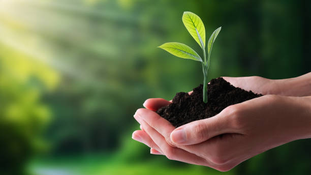 Ecology, protection of natural environment, earth day concept. Growing plant in human hands over green background sustainable lifestyle stock pictures, royalty-free photos & images