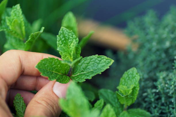 recoger hojas de menta de una cama levantada de hierbas en un balcón - mint fotografías e imágenes de stock