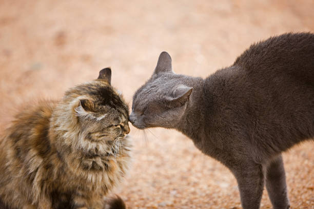 istock DOMESTIC CATS IN NAMIBIA 1225397325