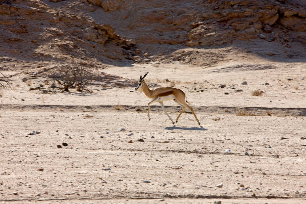 istock SPRINGBOK antidorcas marsupialis, NAMIB DESERT, NAMIBIA 1225397388