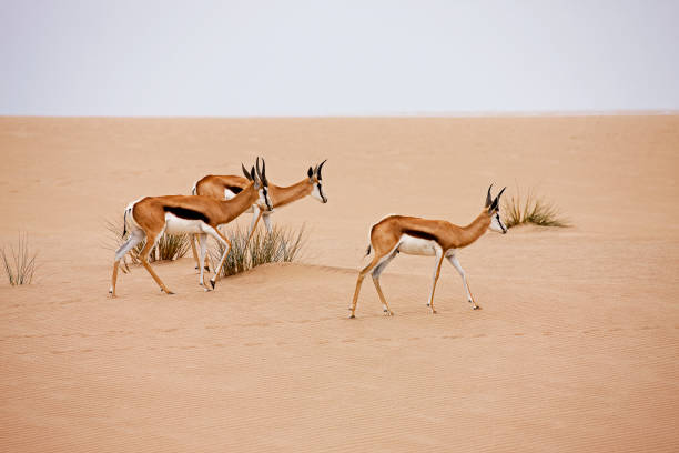 istock SPRINGBOK antidorcas marsupialis, NAMIB DESERT, NAMIBIA 1225397413