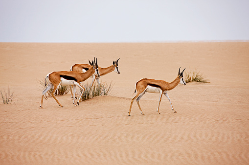 SPRINGBOK antidorcas marsupialis, NAMIB DESERT, NAMIBIA