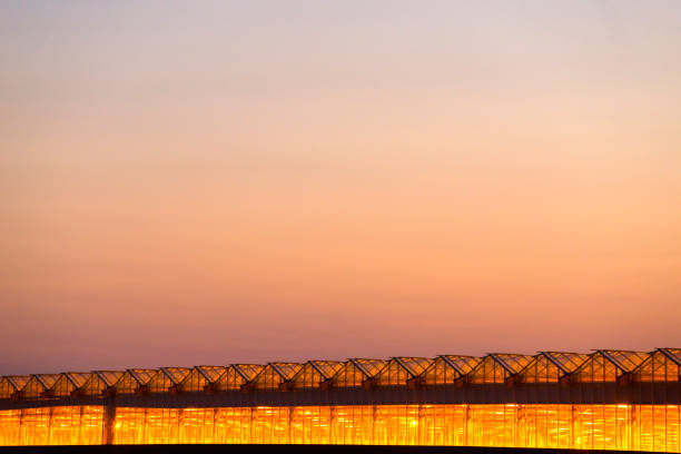 Illuminated greenhouse at night