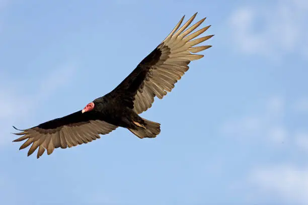 Photo of TURKEY VULTURE cathartes aura, ADULT IN FLIGHT, PARACAS NATIONAL PARC IN PERU