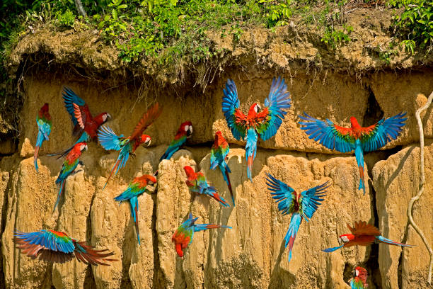 red-and-green macaw ara chloroptera, group eating clay, cliff at manu national park, perou - psittacoidea photos et images de collection