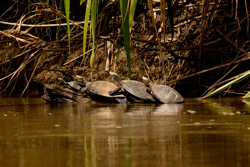 Endangered painted turtles warming on a log. Reptiles of Canada.