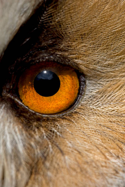 istock LONG-EARED OWL asio otus, CLOSE-UP OF EYE 1225397803