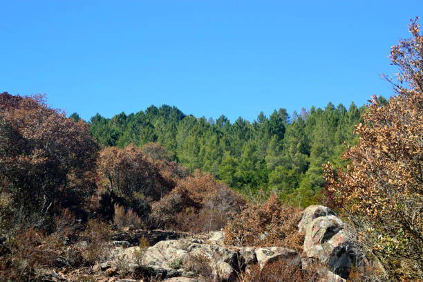 The forest of Monte Genis, Sarrabus, Villasalto