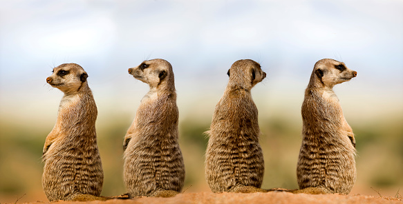 MEERKAT suricata suricatta, ADULTOS BUSCANDO EN TODO, SITTING EN SAND, NAMIBIA photo