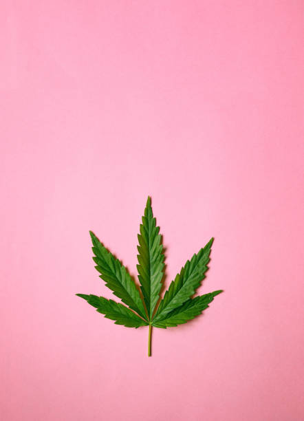 istock Cannabis leaf on simple pink background flat lay. Free space for your text 1225398609