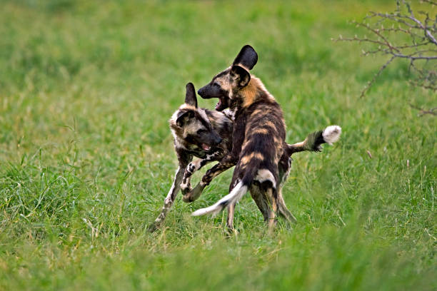 istock AFRICAN WILD DOG lycaon pictus, PAIR PLAYING, NAMIBIA 1225398699