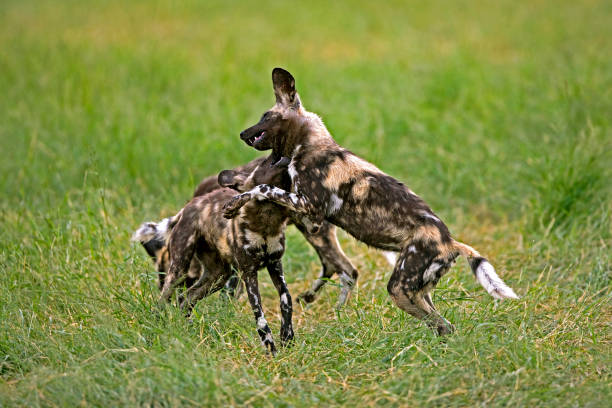 istock AFRICAN WILD DOG lycaon pictus, PAIR PLAYING, NAMIBIA 1225398716