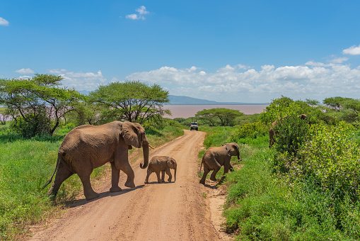 Group of African elephants of different ages crossing a dirt road in Kruger National Park in South Africa