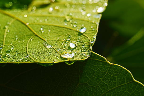 istock Raindrops on green leaves 1225398860