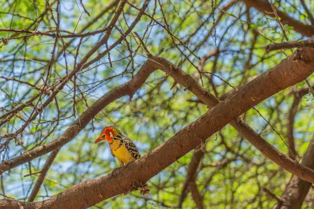Colorful red-and-yellow barbet (trachyphonus erythrocephalus) sitting on a branch, copy space for text