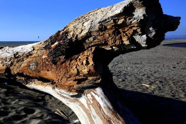 istock Old trunk in front of the sea 1225399070
