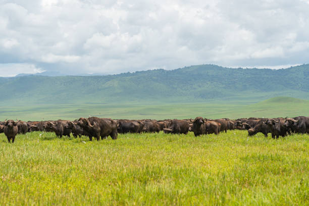 istock Buffalo's stay on a field with green grass at Ngorongoro Conservation Centre 1225399080