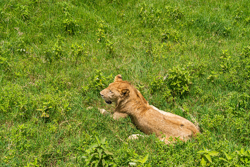 Lion lie in the green grass at Ngorongoro Conservation Centre Crater, Tanzania. African wildlife