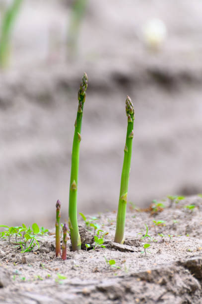 istock Green asparagus plant growing on field ready to harvest 1225399125