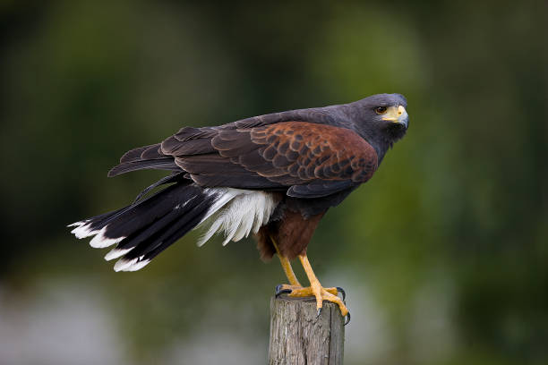 istock HARRIS HAWK parabuteo unicinctus, ADULT STANDING ON POST 1225399985