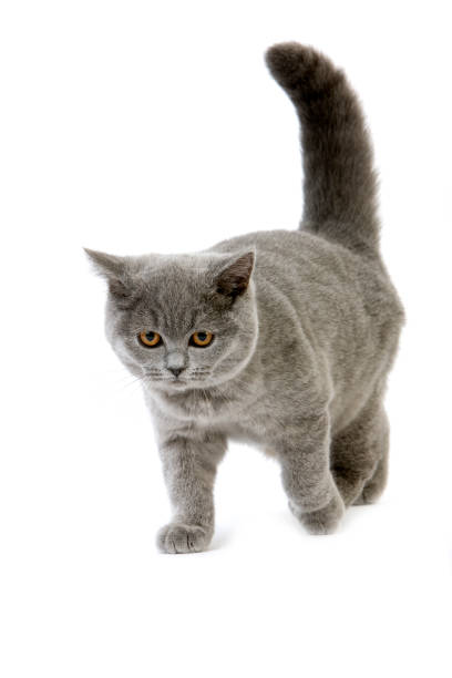 istock BLUE BRITISH SHORTHAIR CAT, FEMALE AGAINST WHITE BACKGROUND 1225400144