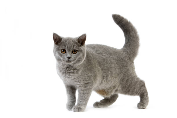 istock BLUE BRITISH SHORTHAIR CAT, FEMALE AGAINST WHITE BACKGROUND 1225400151
