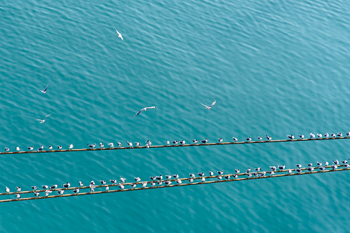 A flock of birds sits on the mooring ropes stretched across the frame against the background of the turquoise sea.Abstract. Background.