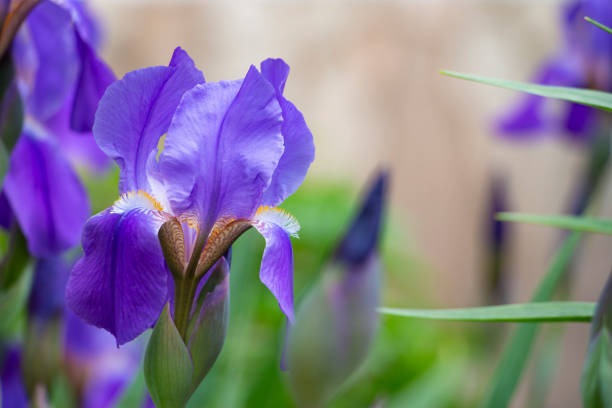 istock Blooming iris flower close-up. Natural natural background. 1225400191