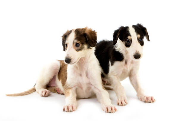 istock BORZOI OR RUSSIAN WOLFHOUND, PUPPIES AGAINST WHITE BACKGROUND 1225400316