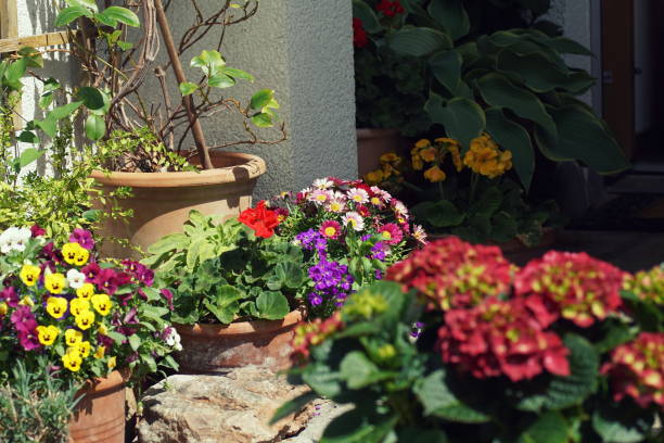 istock Colorful potted flowers on a terrace in spring 1225401633