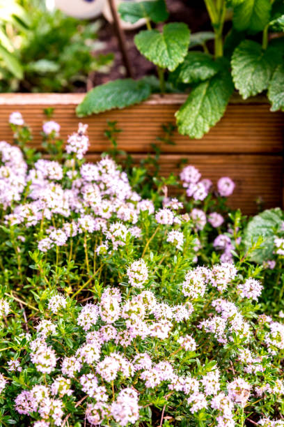 istock Flowering Thyme in Herb Garden 1225401871
