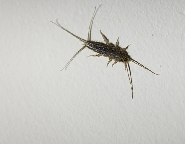 фотография латинского названия lepisma saccharina насекомое, взятое на белой стене. макро выстрел. - wingless стоковые фото и изображения