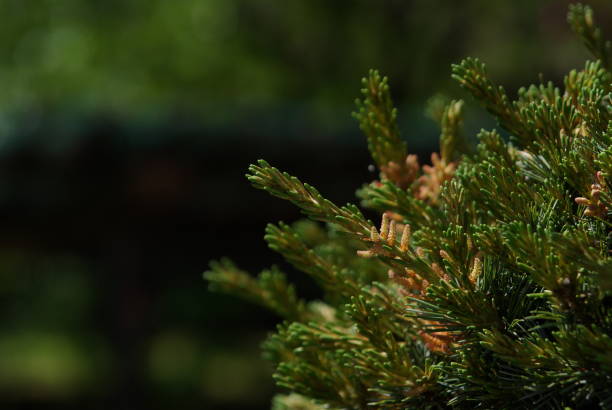 istock Pine buds blooming in early summer 1225401942