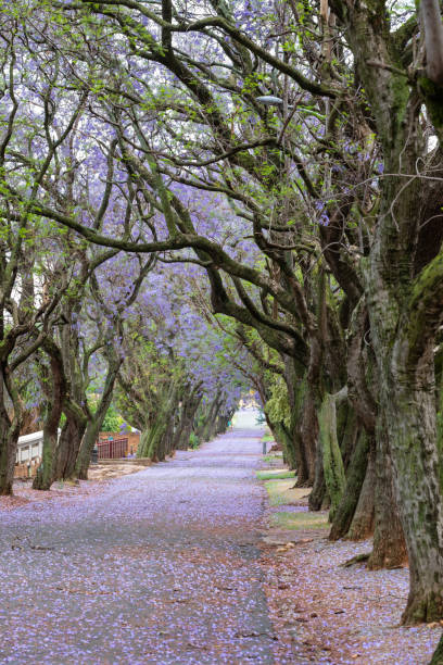 istock Jacaranda trees full in bloom line the street 1225403756