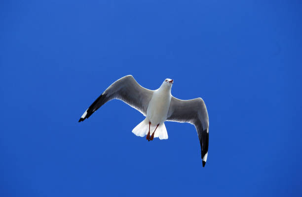 istock PACIFIC GULL larus pacificus, MALE IN FLIGHT AGAINST BLUE SKY, AUSTRALIA 1225404792