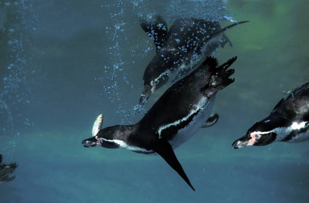 гумбольдт пингвин сфениск гумбольдти, underwater group looking for fish - humboldt penguin стоковые фото и изображения