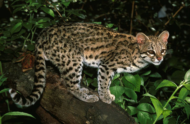 istock TIGER CAT OR ONCILLA leopardus tigrinus, ADULT STANDING ON BRANCH 1225404976