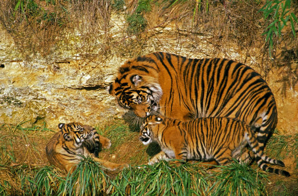istock SUMATRAN TIGER panthera tigris sumatrae, FEMALE WITH CUB 1225404989