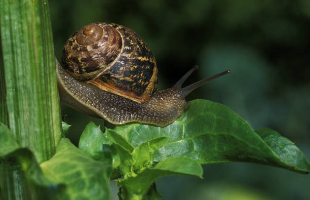 브라운 가든 달팽이 나선 아스퍼사, 잎에 서 성인 - aspersa 뉴스 사진 이미지