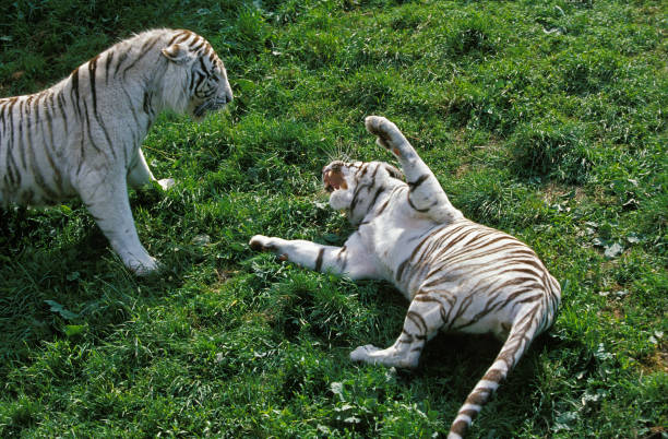 istock WHITE TIGER panthera tigris, COUPLE IN AGGRESSIVE POSTURE 1225405603