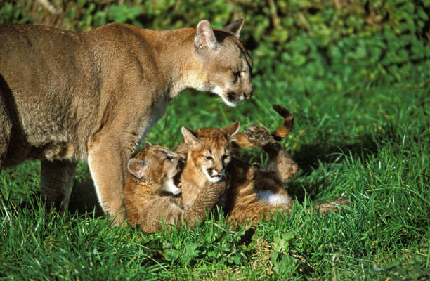 cougar puma concolor, mutter mit cubs - raubtier fotos stock-fotos und bilder