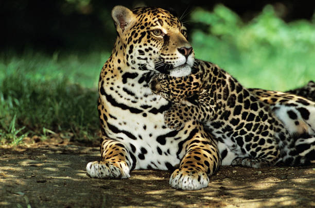 istock JAGUAR panthera onca, MOTHER PLAYING WITH CUB 1225405626