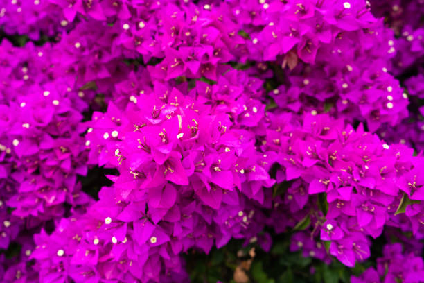 istock Violet bougainvillea flower. Bright saturated color a. 1225406342