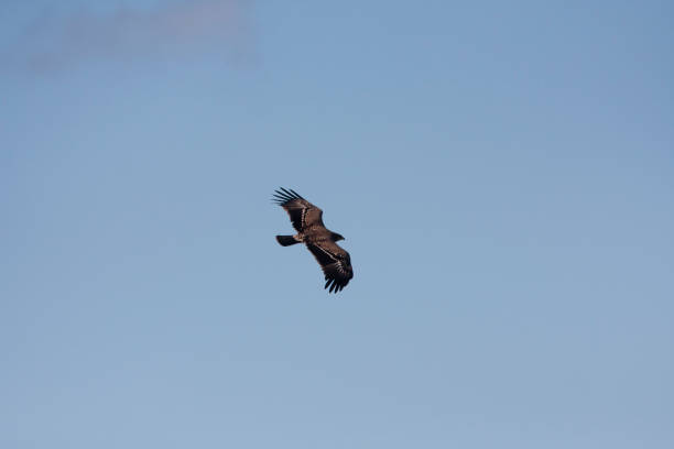 istock Lesser spotted eagle (Clanga pomarina) is a bird of natural life. 1225407167