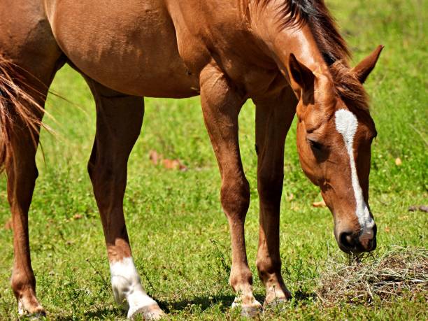 istock Horse (Equus ferus caballus) eating hay on a Florida farm 1225407537