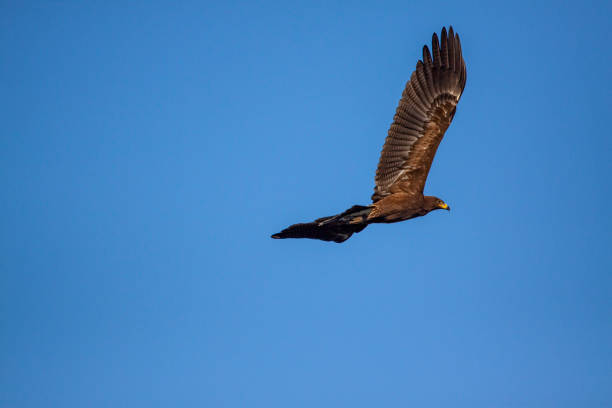 Eagle fly in the blue sky against the background of the sun in the afternoon