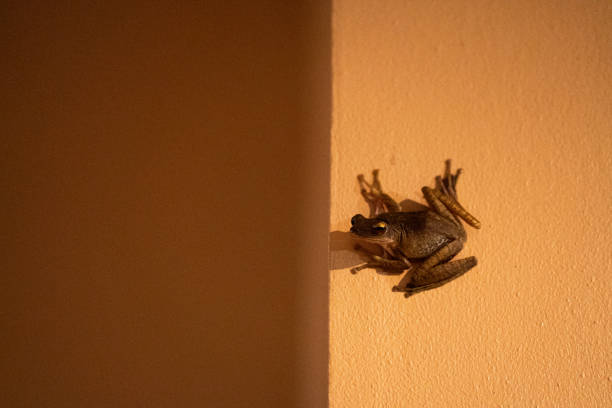istock The frog is sitting on the wall. Sucker frog 1225408342