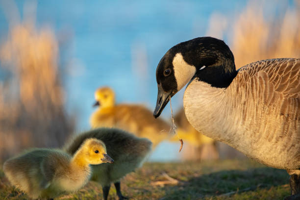 istock Canadian Goose Gosling 1225409895